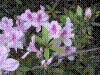 flower show2004 025.jpg